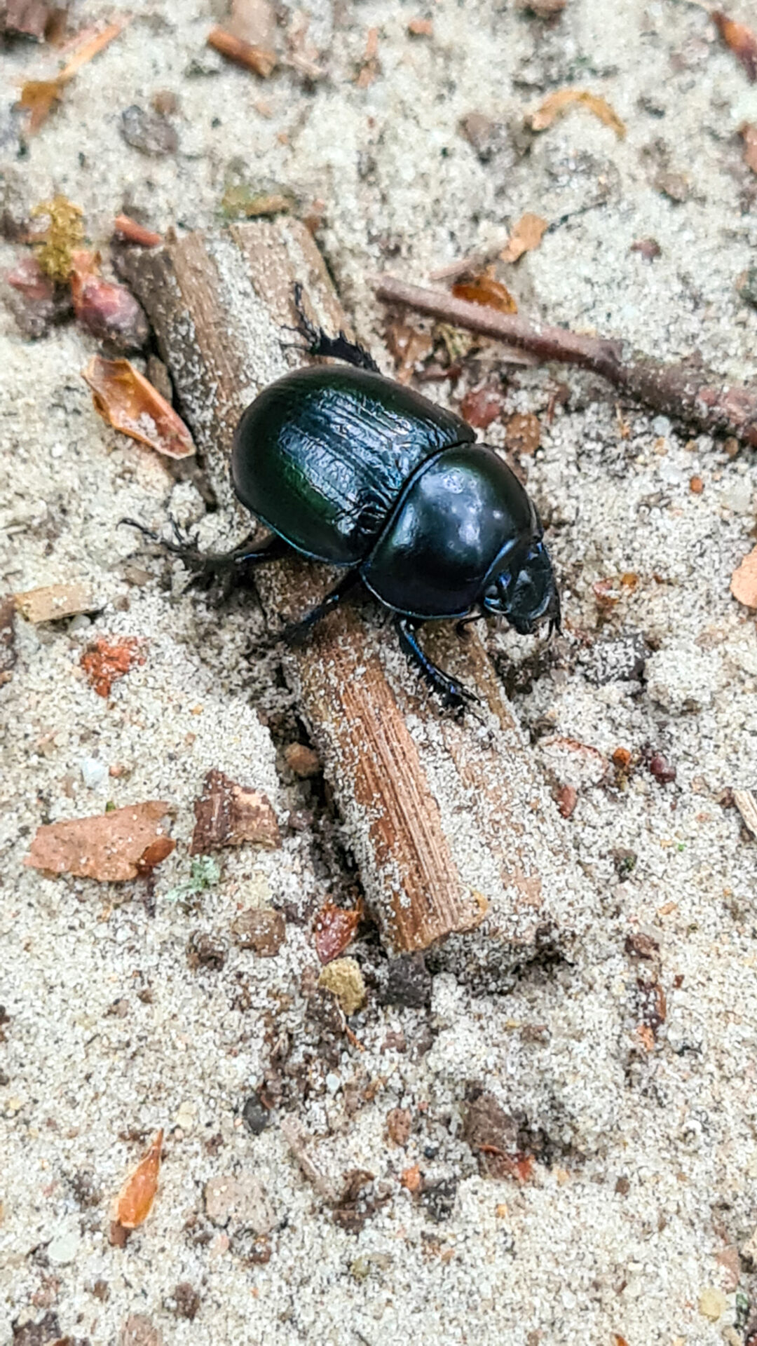 Kleiner Käfer auf dem Weg