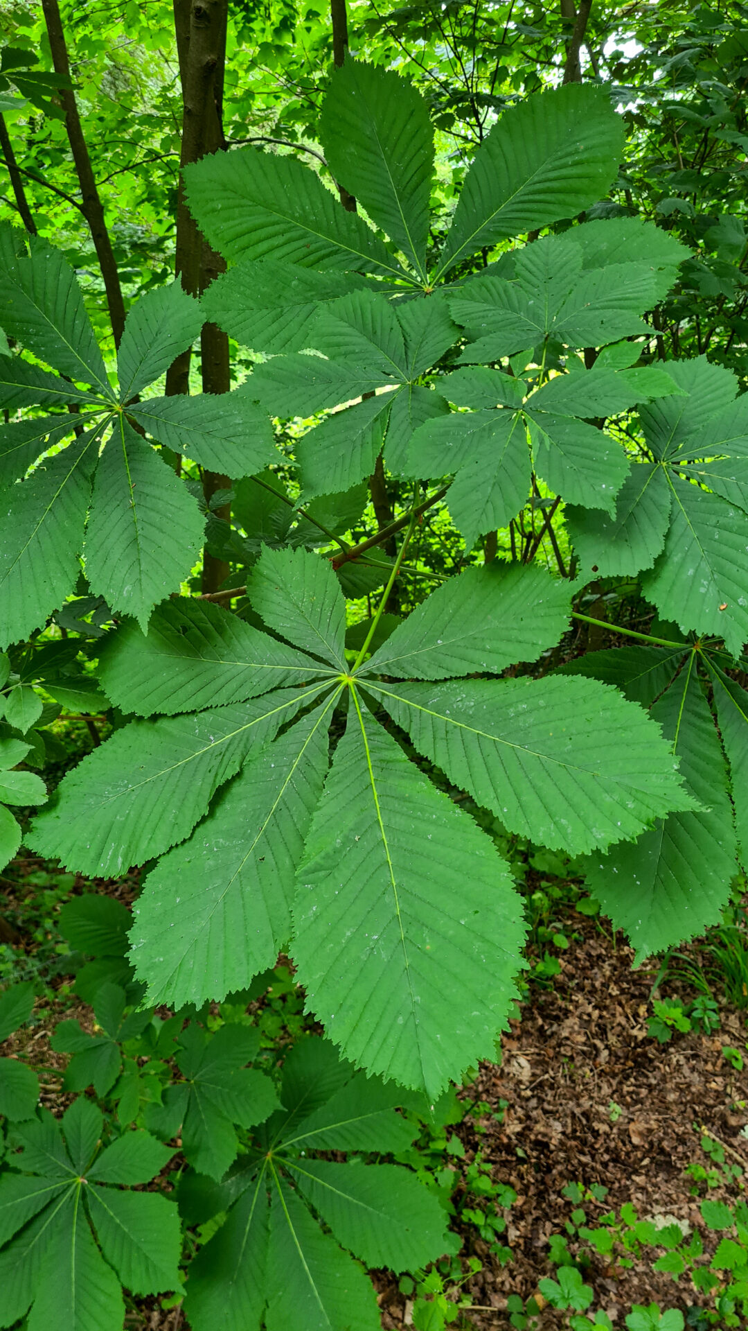 Blatt eines Kastanienbaums