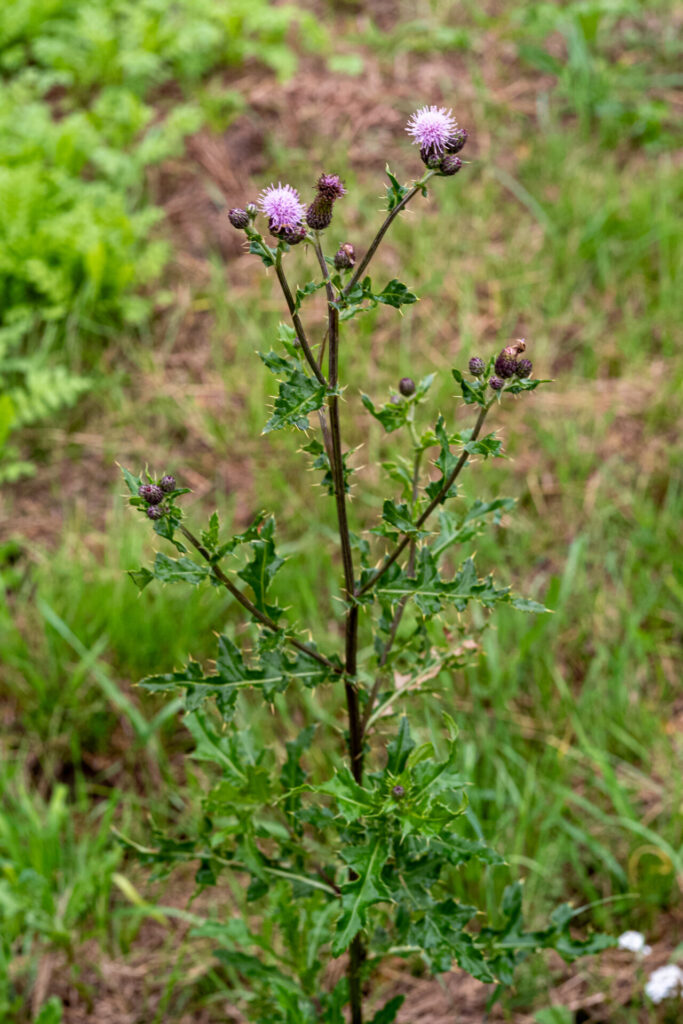 Acker-Kratzdistel auf einer Wiese in Blüte