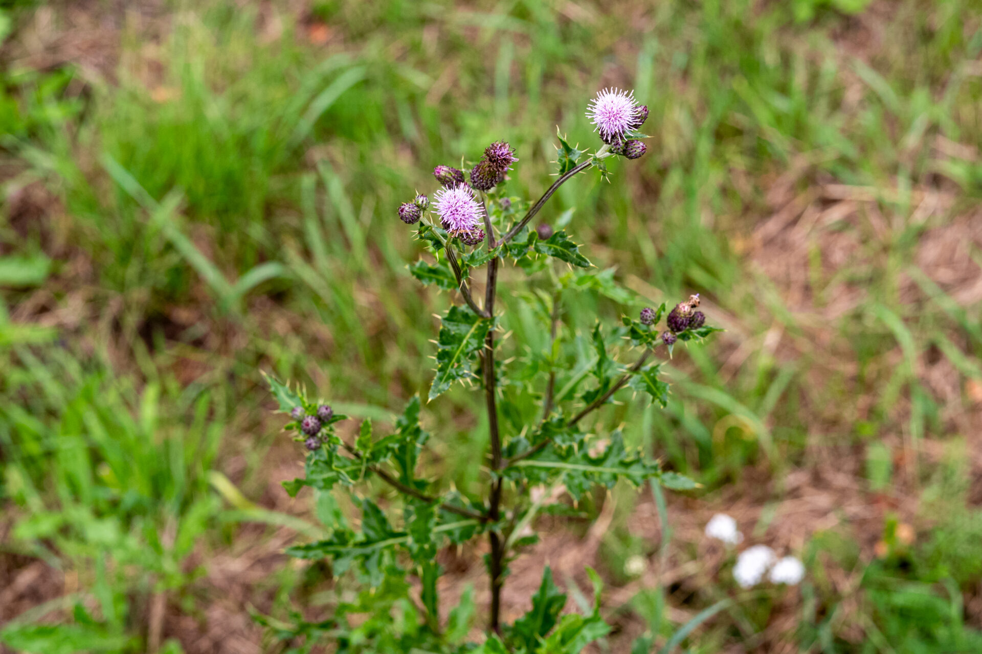 Acker-Kratzdistel in der Blüte