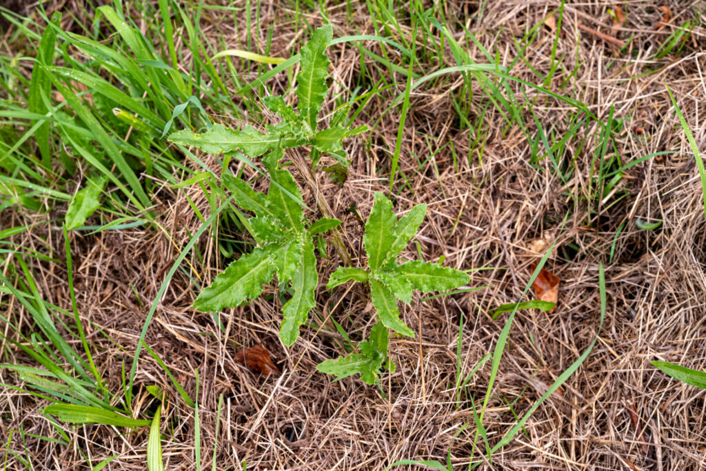 Acker-Kratzdistel als Jungpflanze