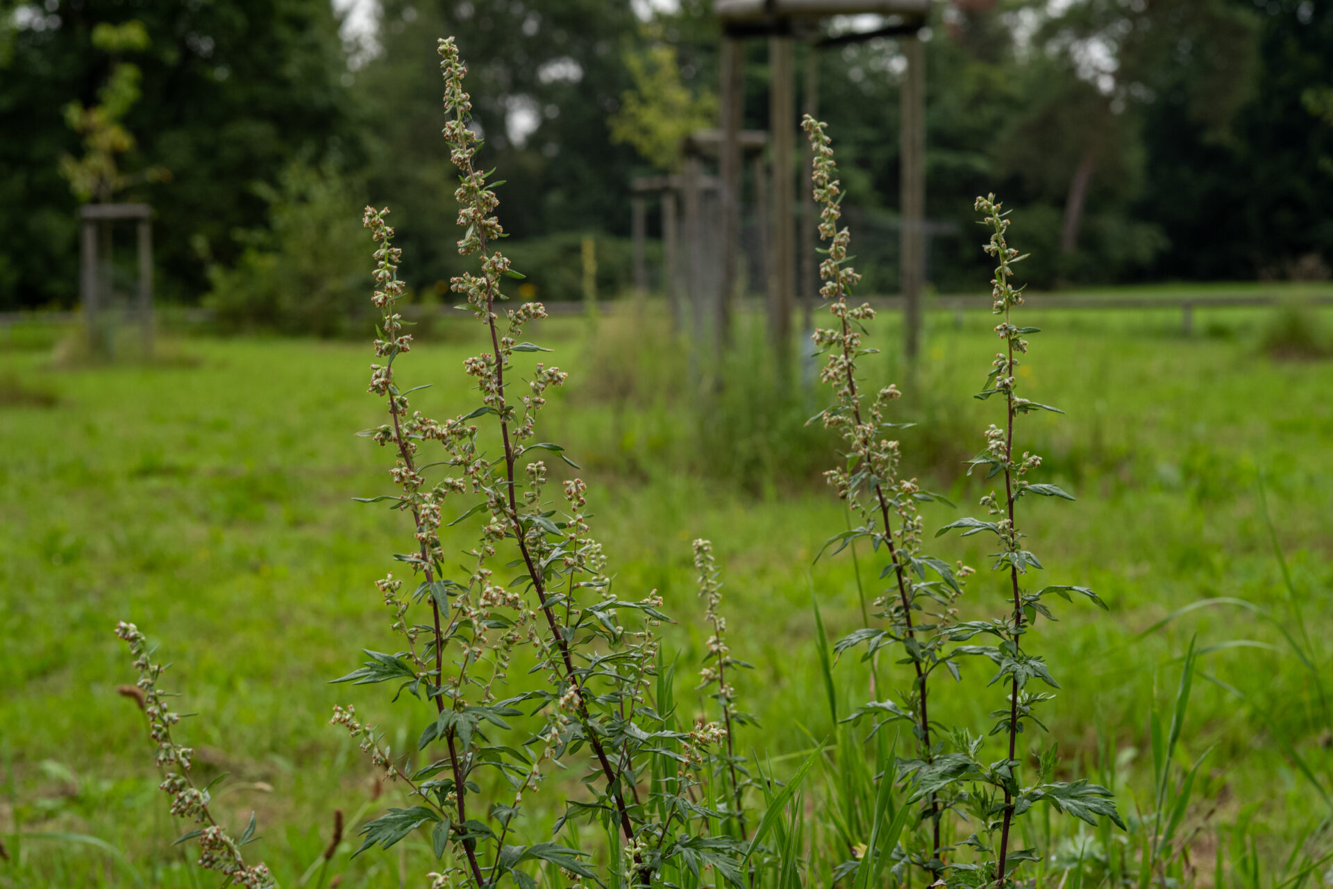 Obere Blüten Beifuß