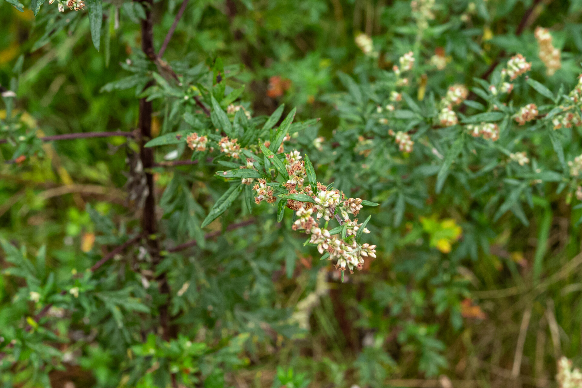 Beifuß in der Blüte