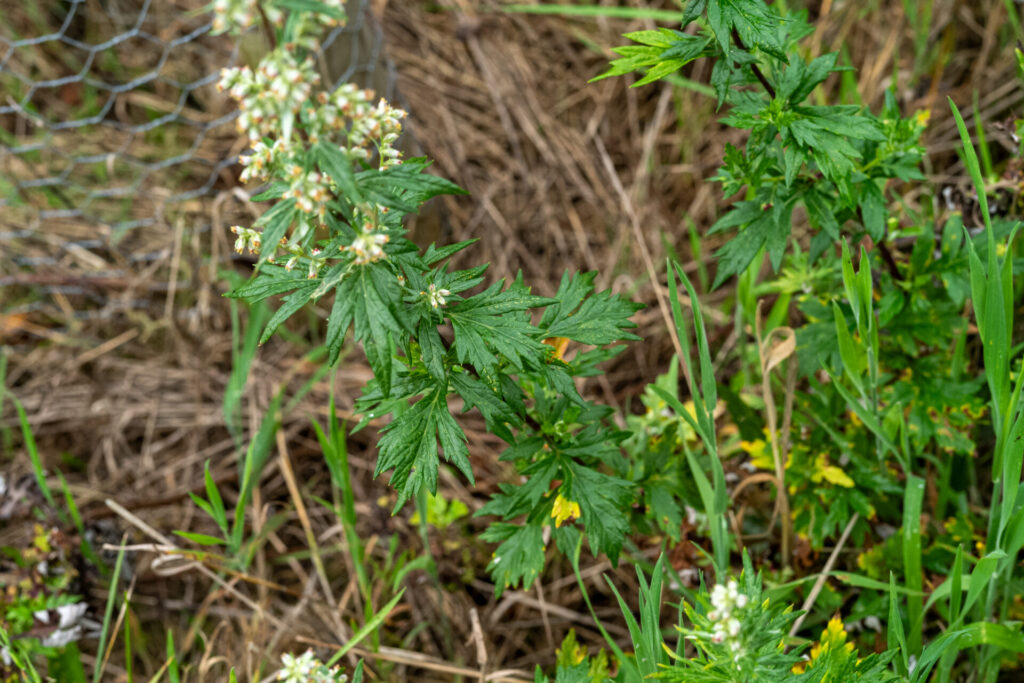 Beifuß am Feldrand in Blüte