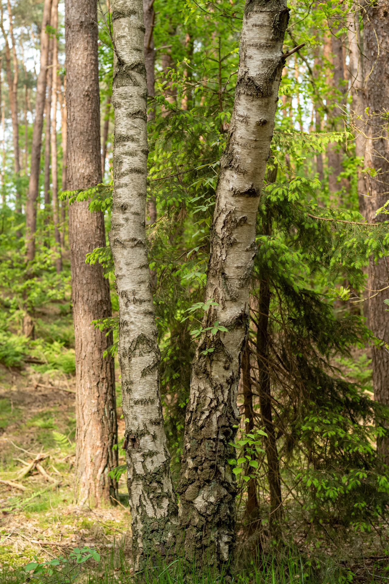 Birken im Wald