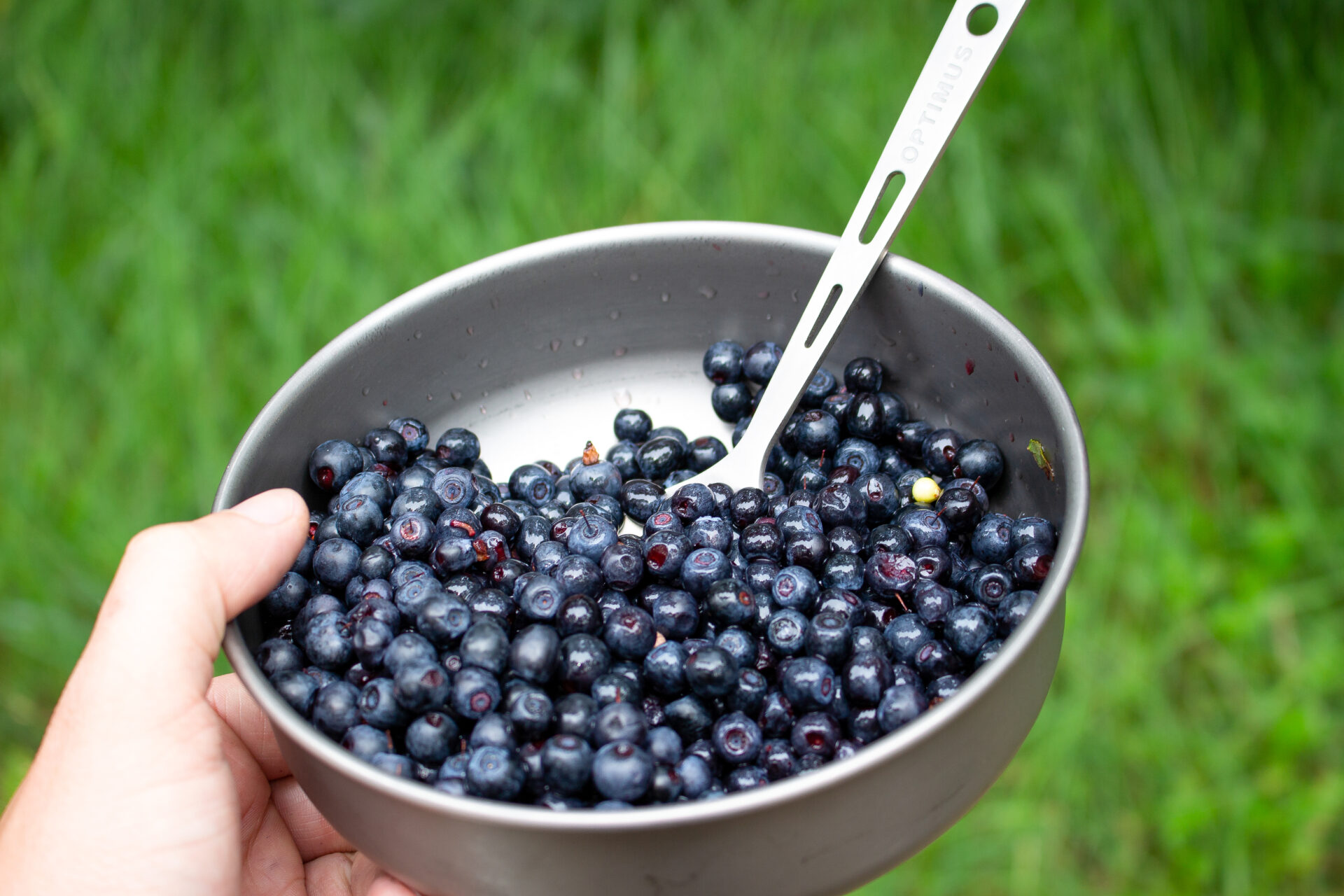 Heidelbeeren (Blaubeeren) in einer Schale