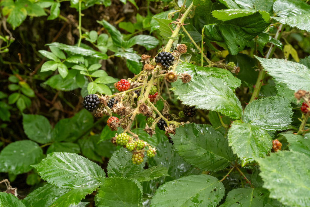 Brombeeren am Brombeerstrauch