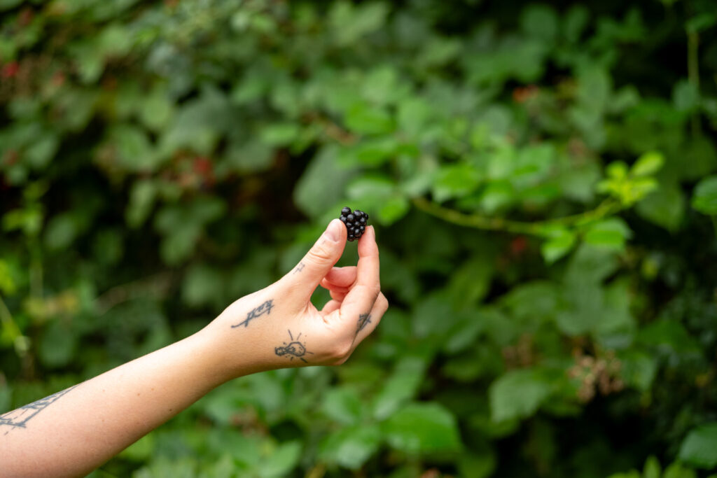 Brombeere in der Hand vor Brombeerstrauch