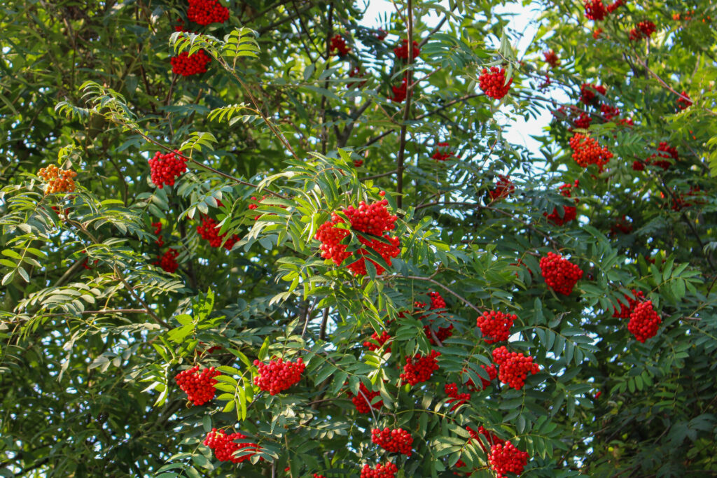 Eberesche im Spätsommer mit vielen reifen Beeren