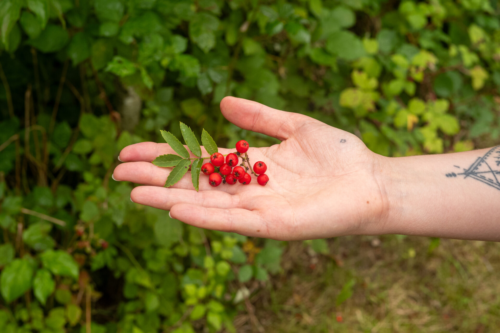 Eberesche Blatt und Beeren auf Hand