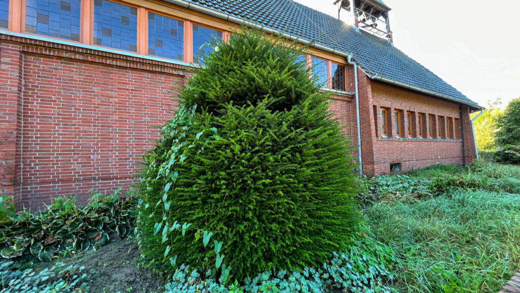 Große Eibe im Bibelgarten Twist