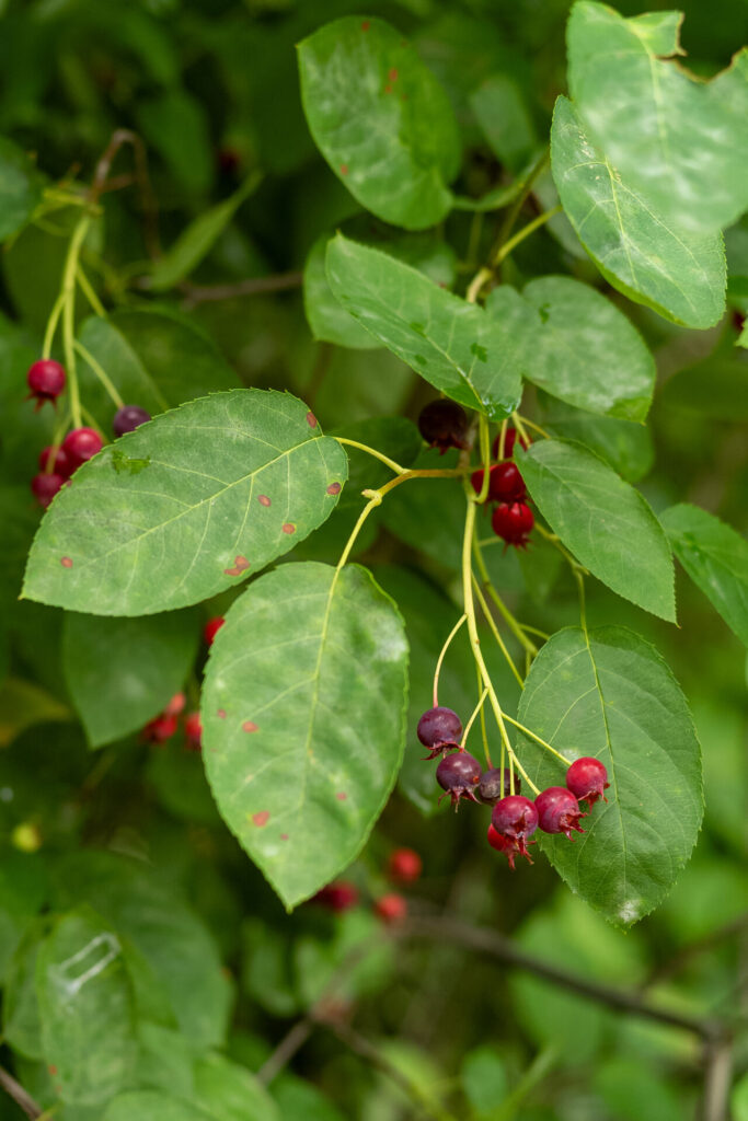 Felsenbirne mit Beeren am Strauch