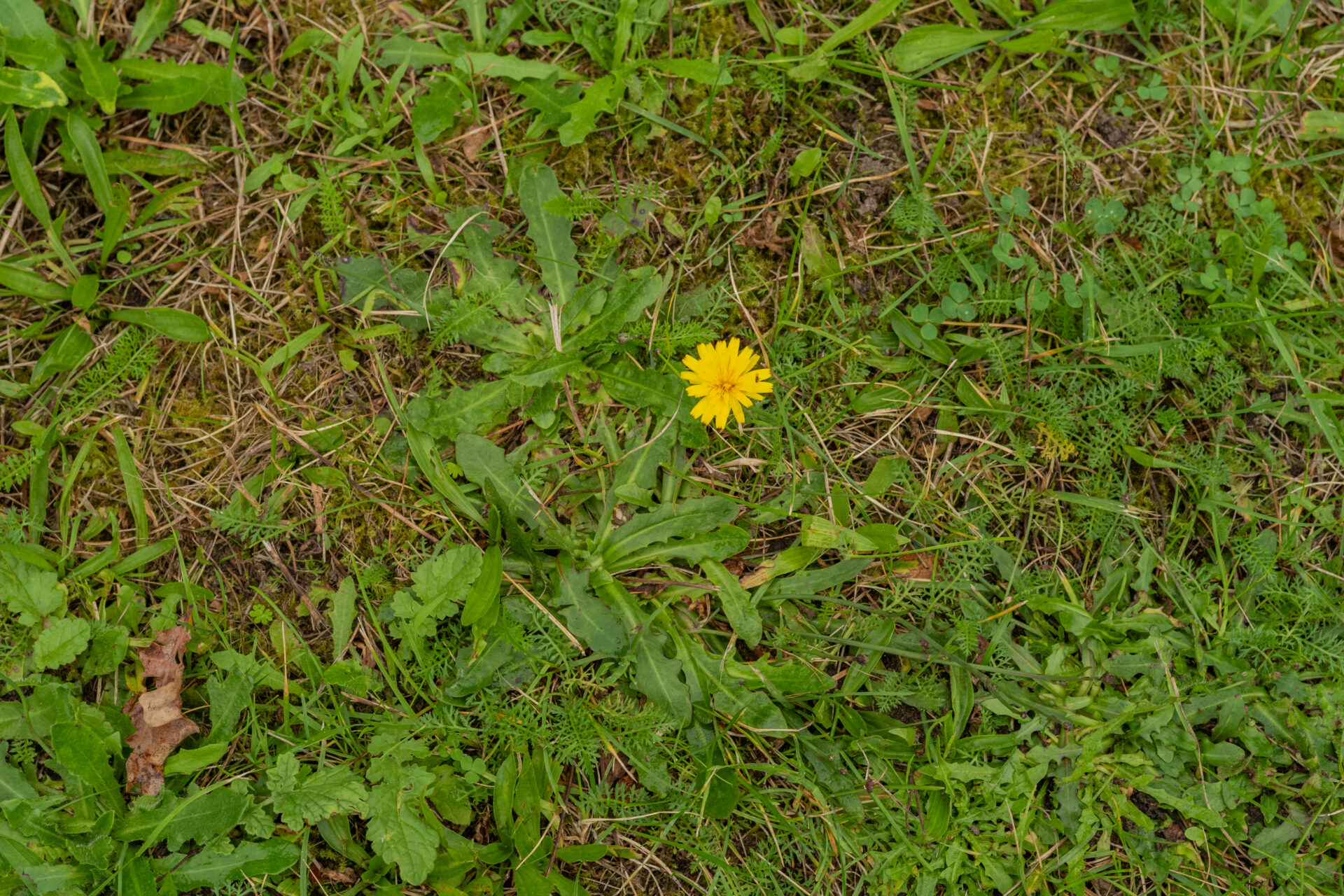 Ferkelkraut auf einer Wiese im Sommer