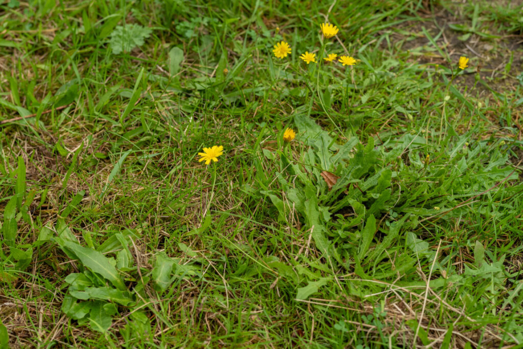 Ferkelkraut auf der Wiese in Blüte