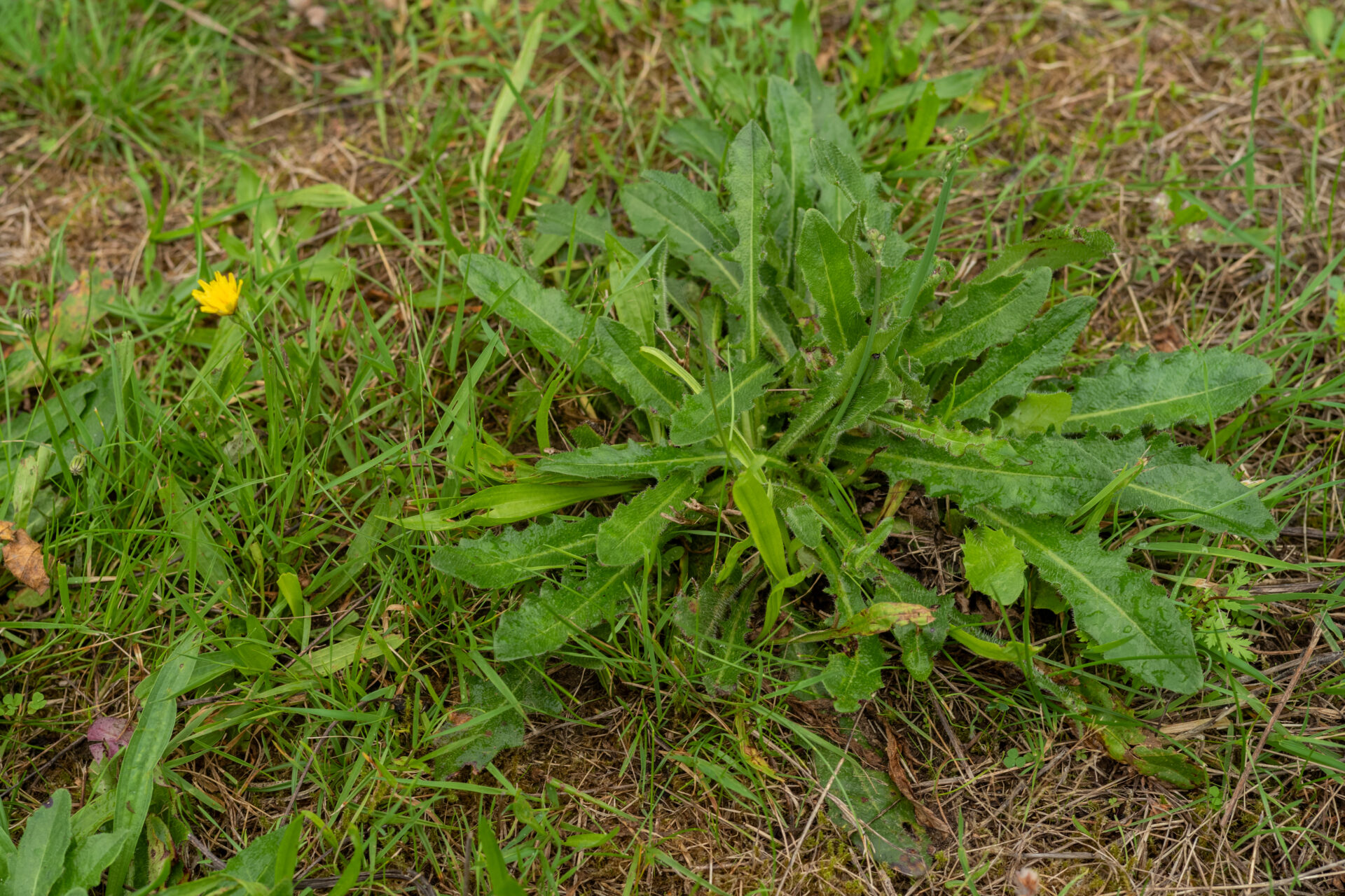 Ferkelkraut auf der Wiese