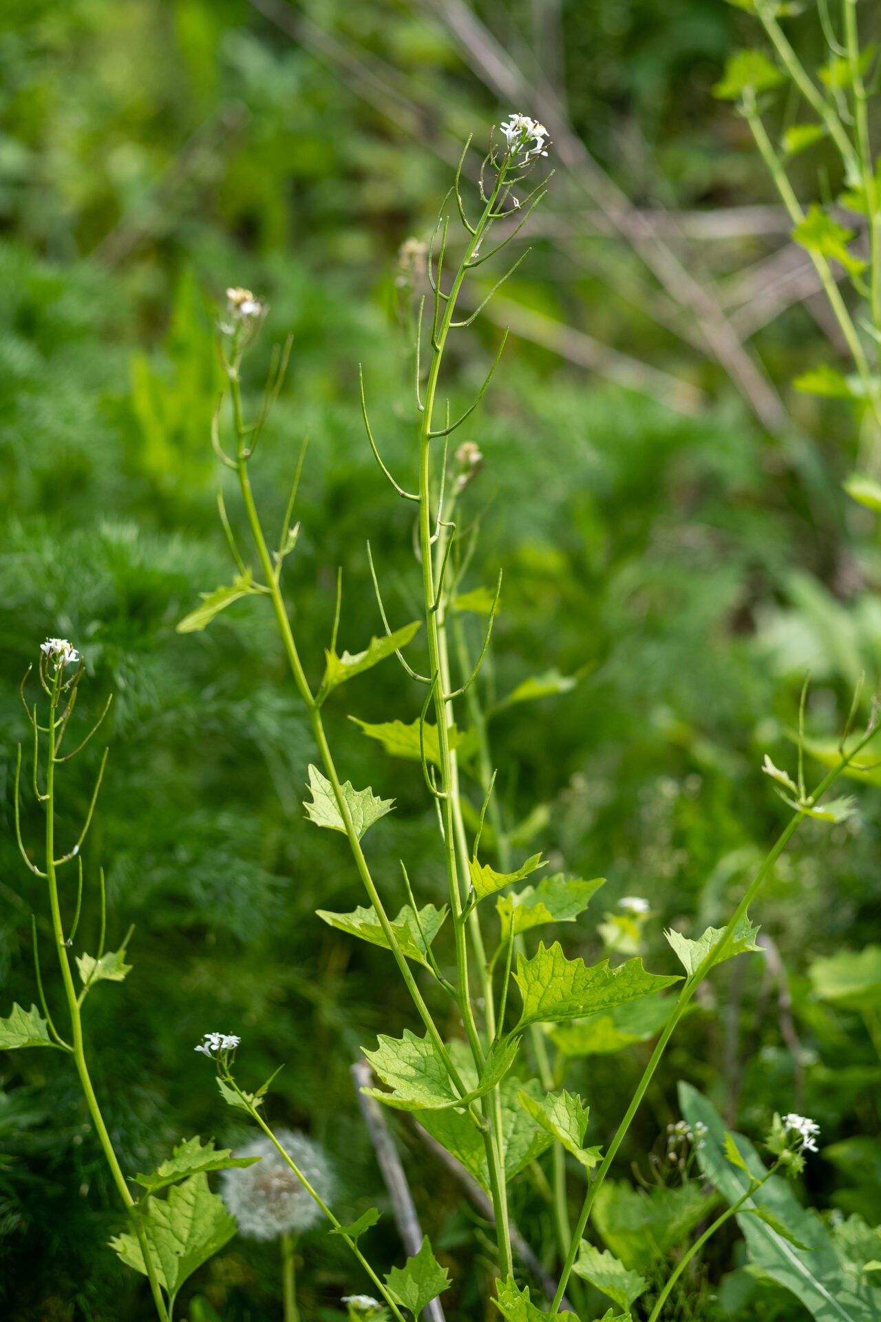 Knoblauchrauke in der Blüte