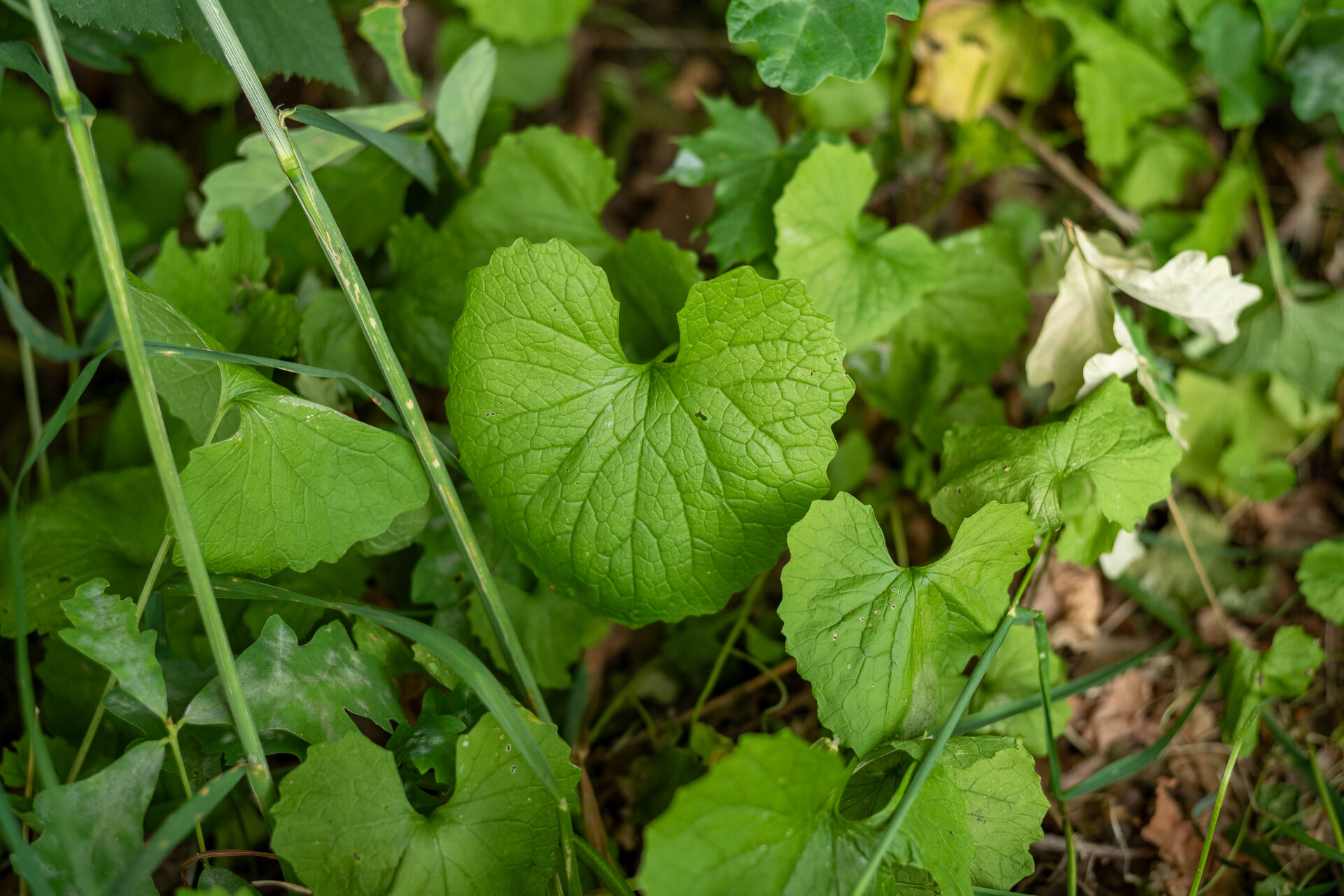 Knoblauchrauke im Frühling vor der Blüte