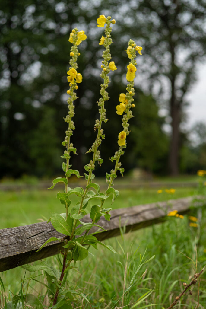 Königskerze in der Blüte