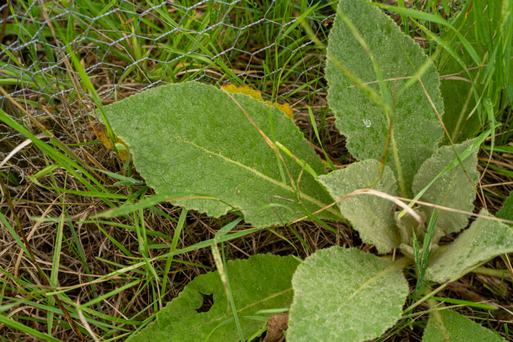 Königskerze vor der Blüte