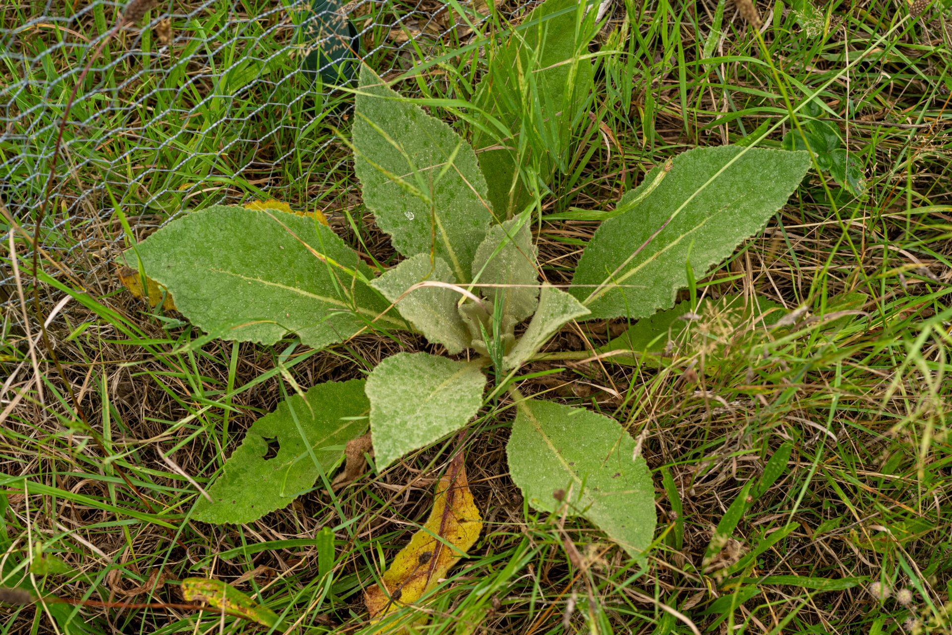 Königskerze vor der Blüte