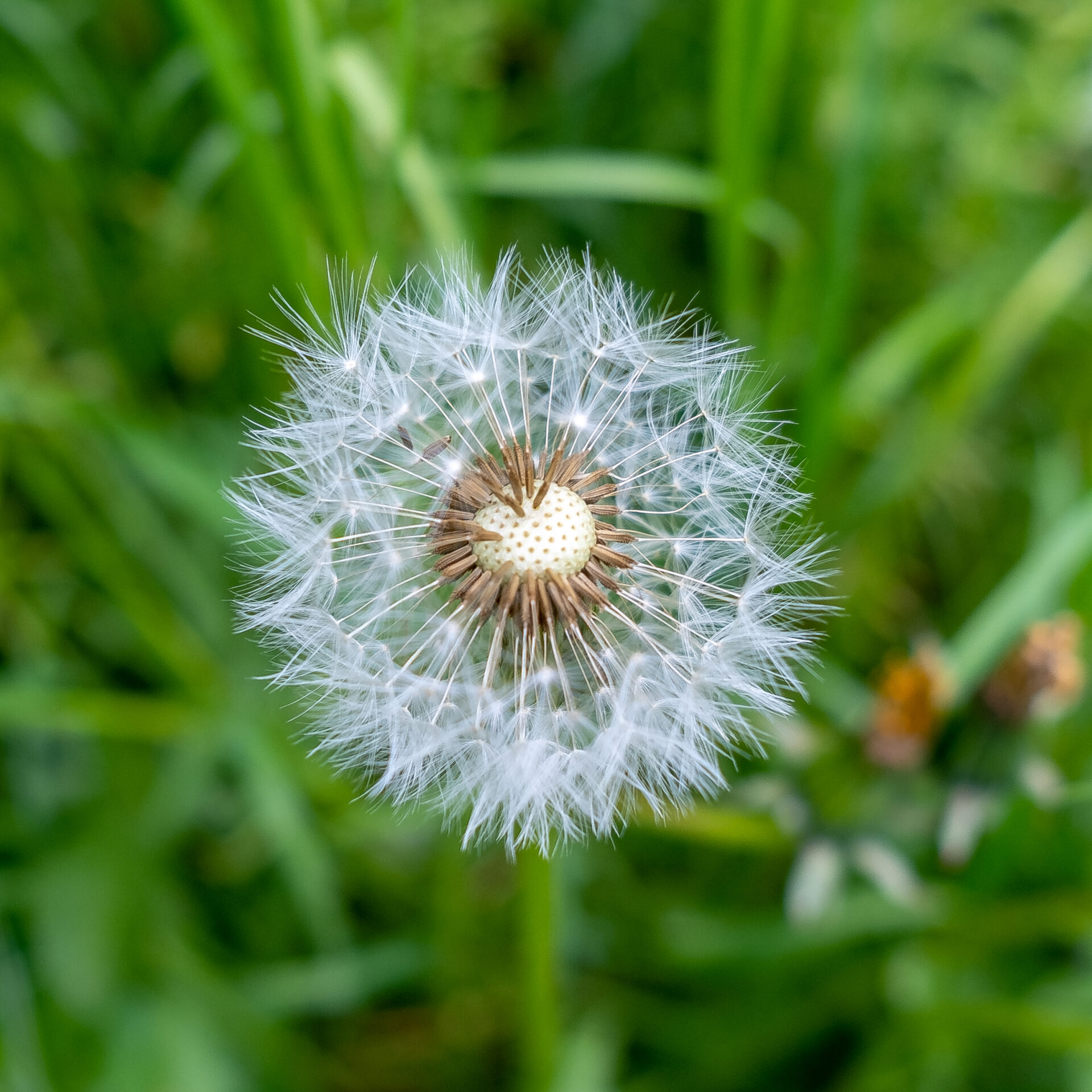 Löwenzahn, auch als Pusteblume bekannt, wächst so ziemlich auf jeder Wiese