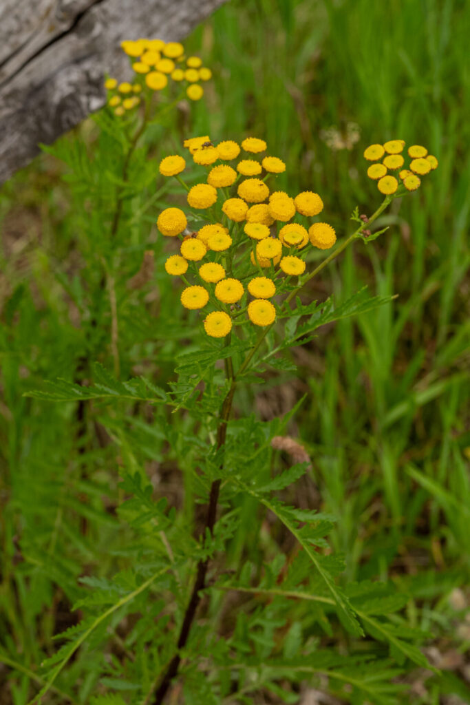 Rainfarn auf einer Wiese