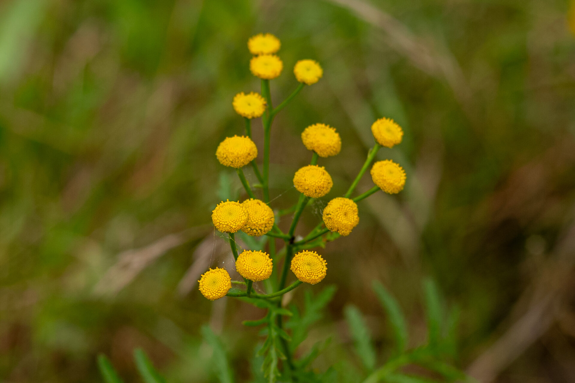 Rainfarn in der Blüte