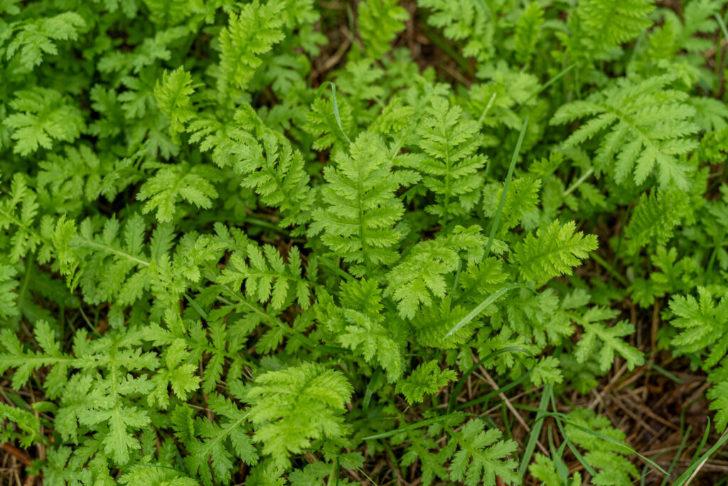 Rainfarn vor der Blüte