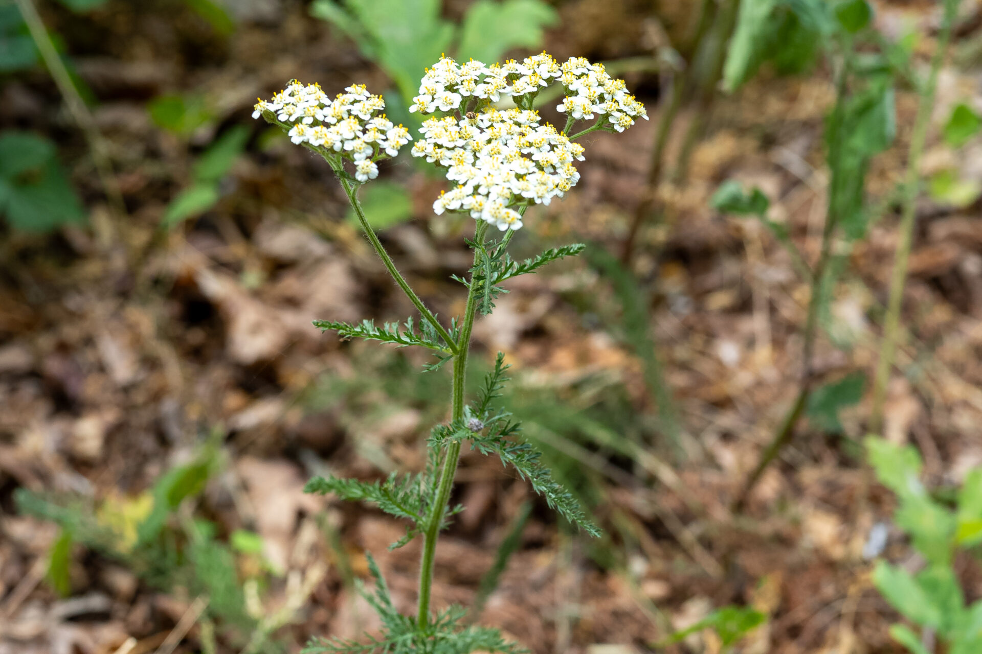 Hier kann man gut die Korbblüten erkennen