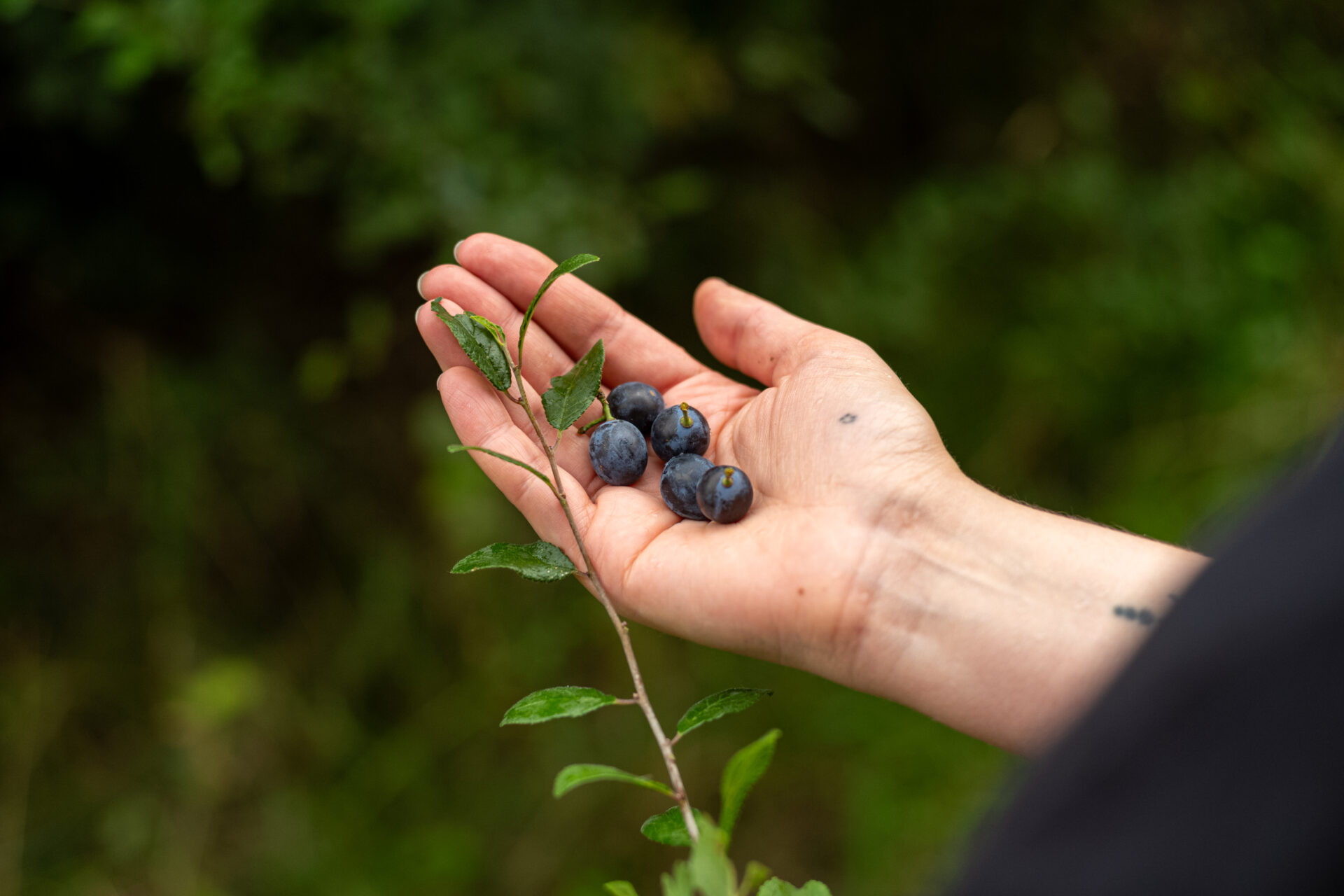 Die Beeren der Schlehe (Schlehdorn) sind besonders reich an Pektin.