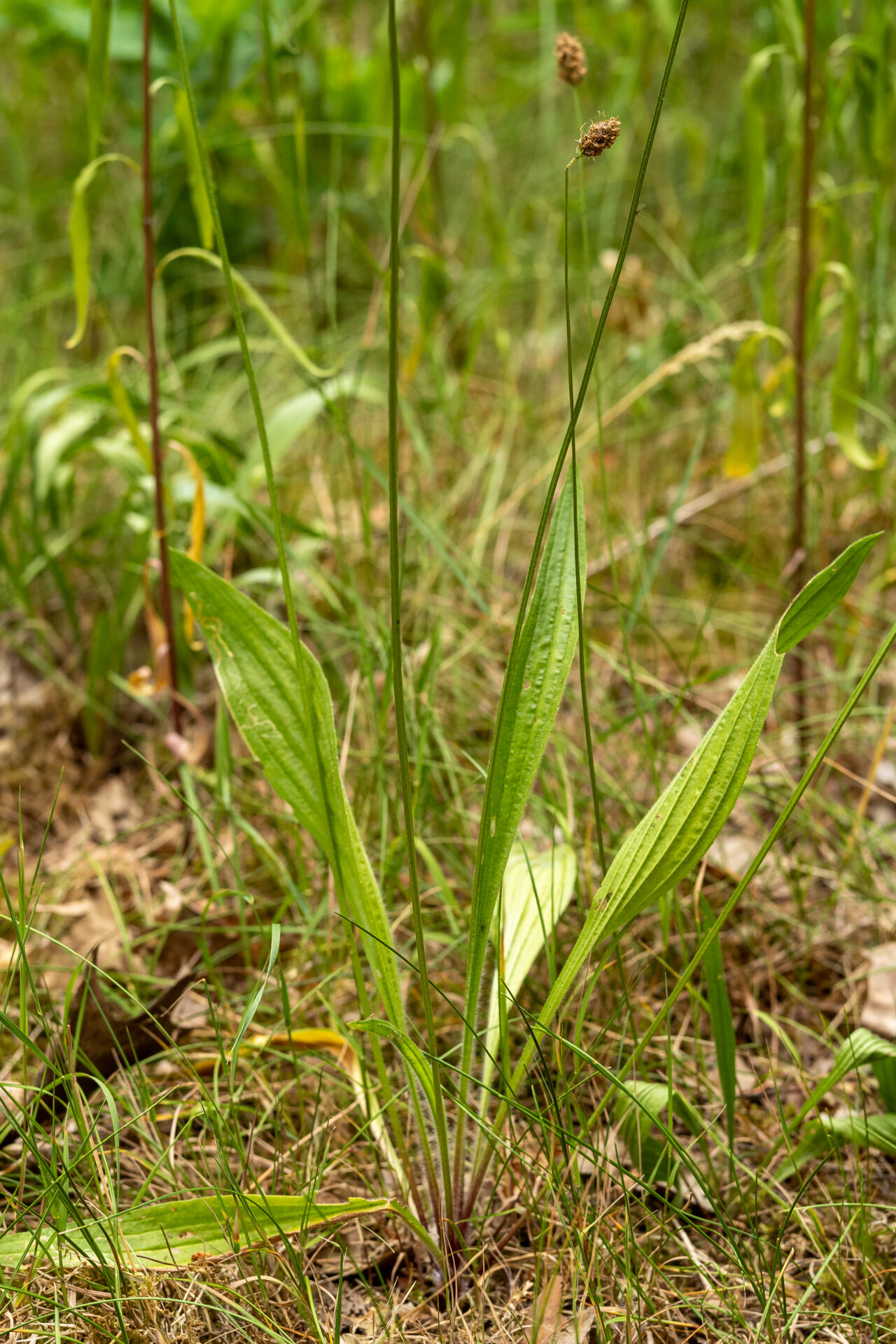 Spitzwegerich mit Blüte