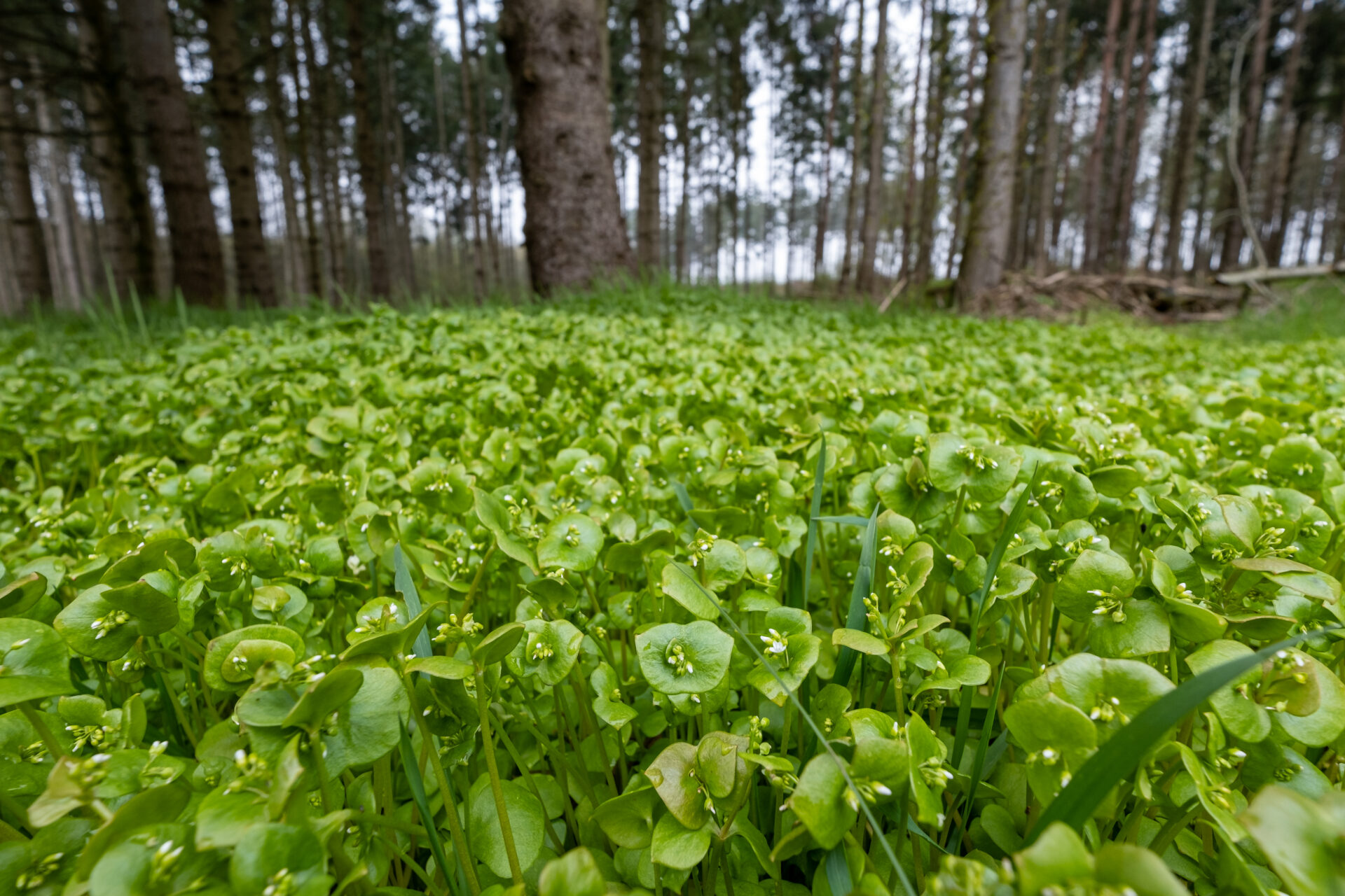 Tellerkraut am Waldesrand im Frühling