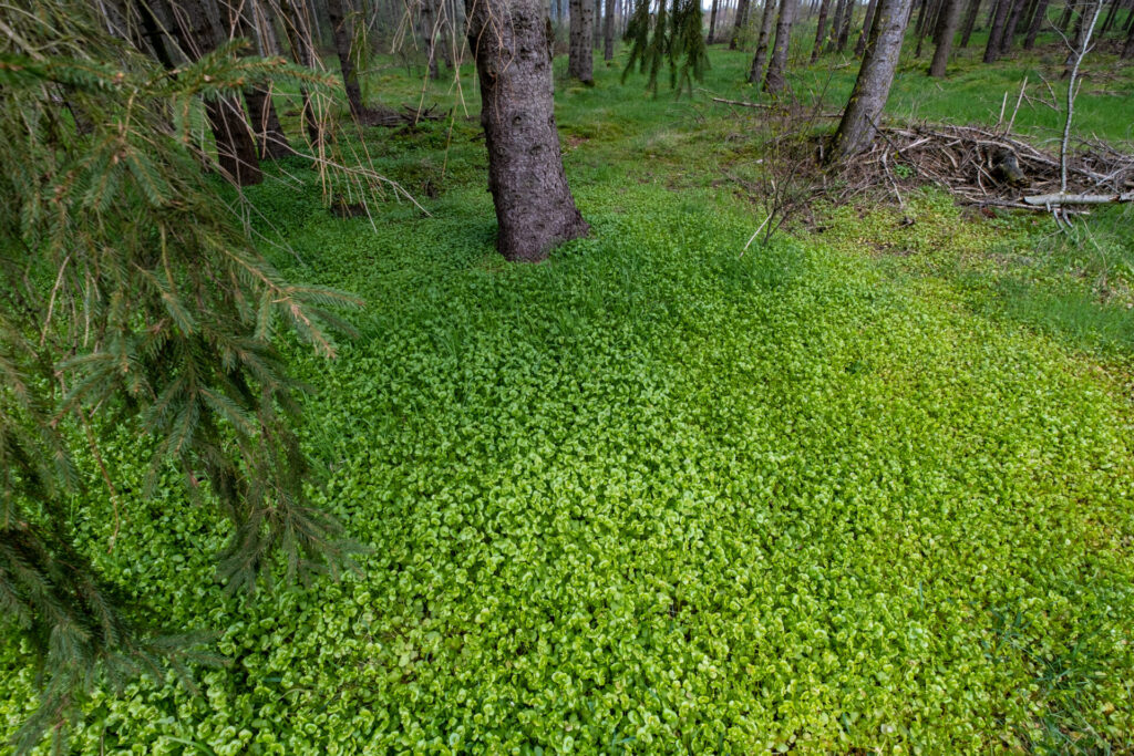 Tellerkraut bedeckt den Waldboden 