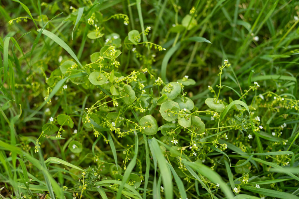 Tellerkraut in Blüte