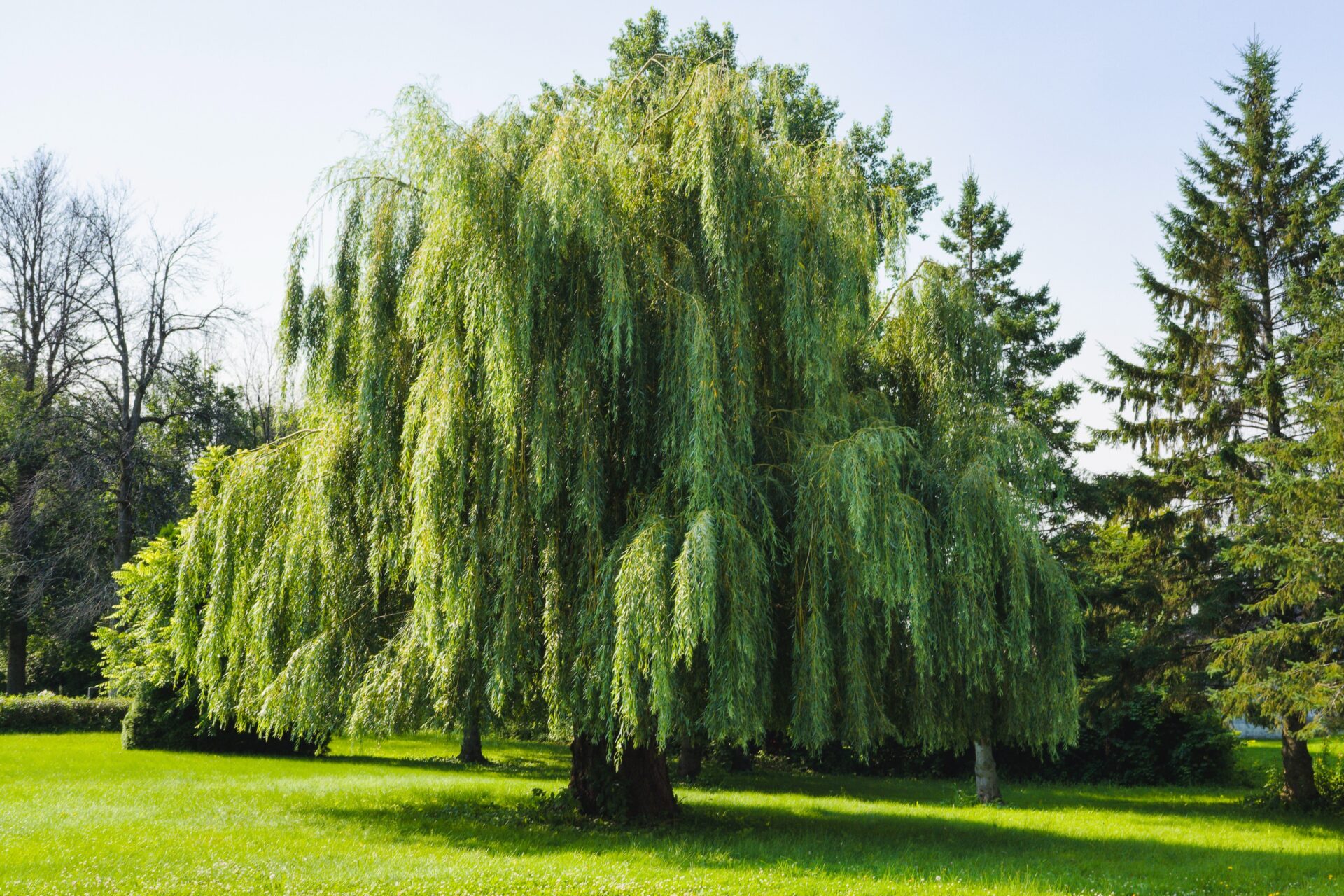 Trauerweide auf einer Wiese