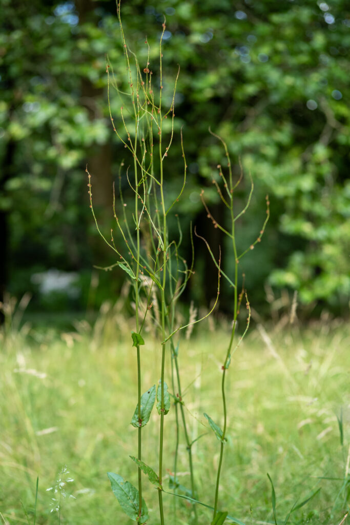 Sauerampfer Pflanze mit Samen