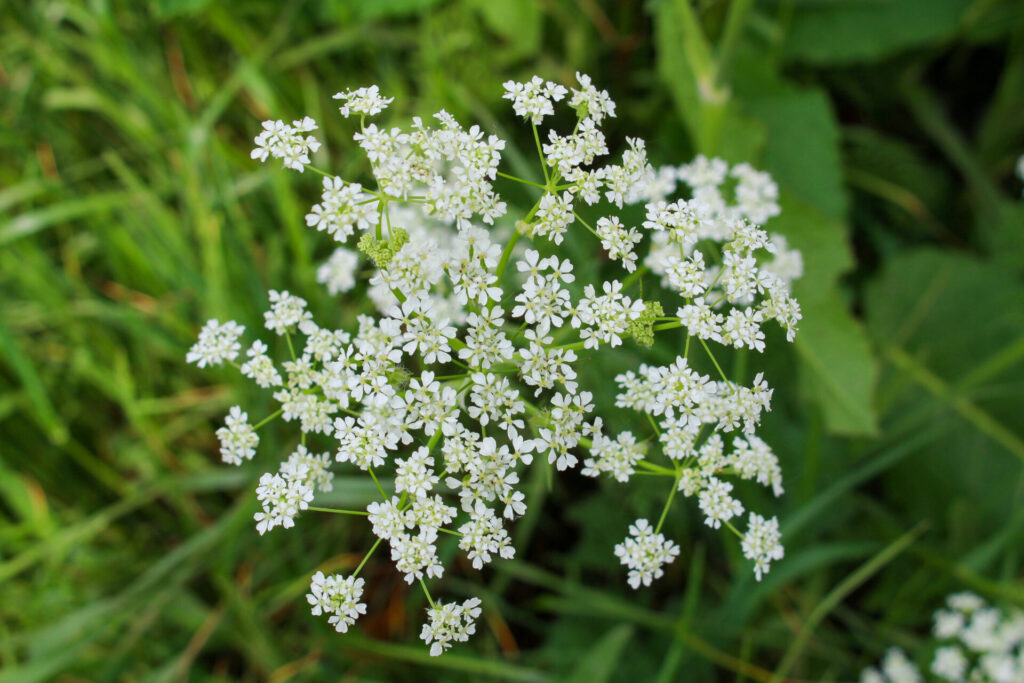 Blüte vom Wiesenkerbel