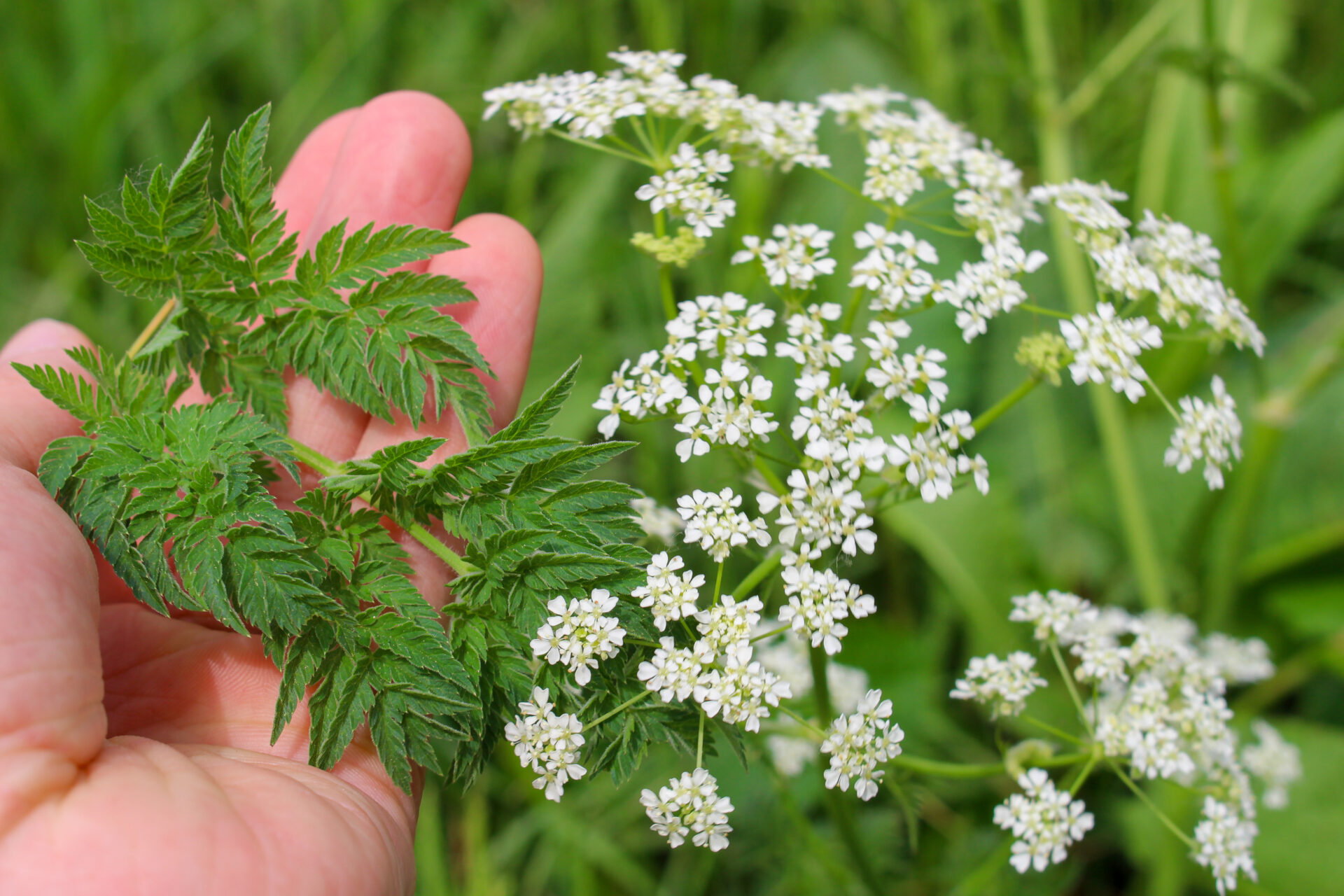 Wiesenkerbel in Blüte