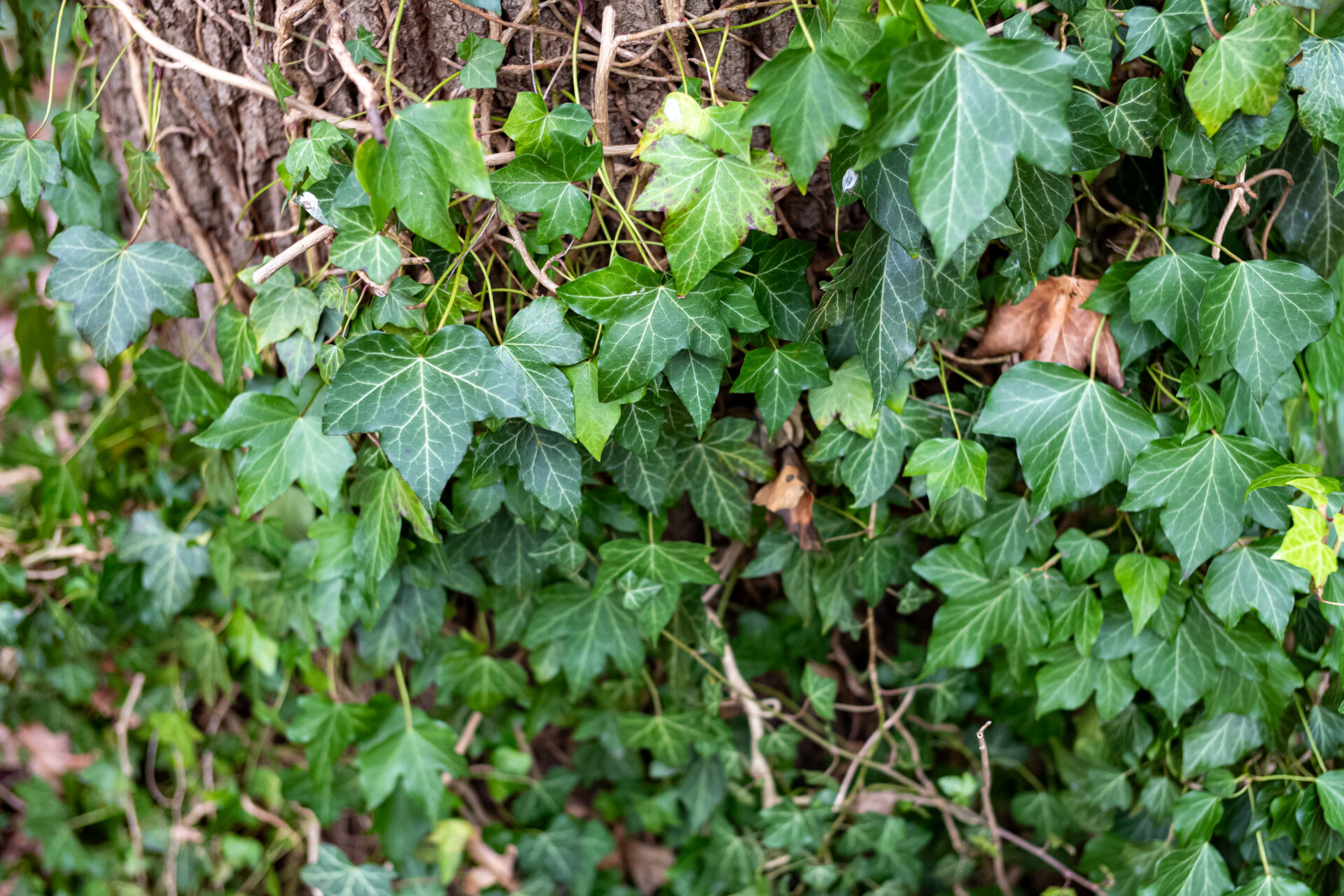 Efeu am Baum