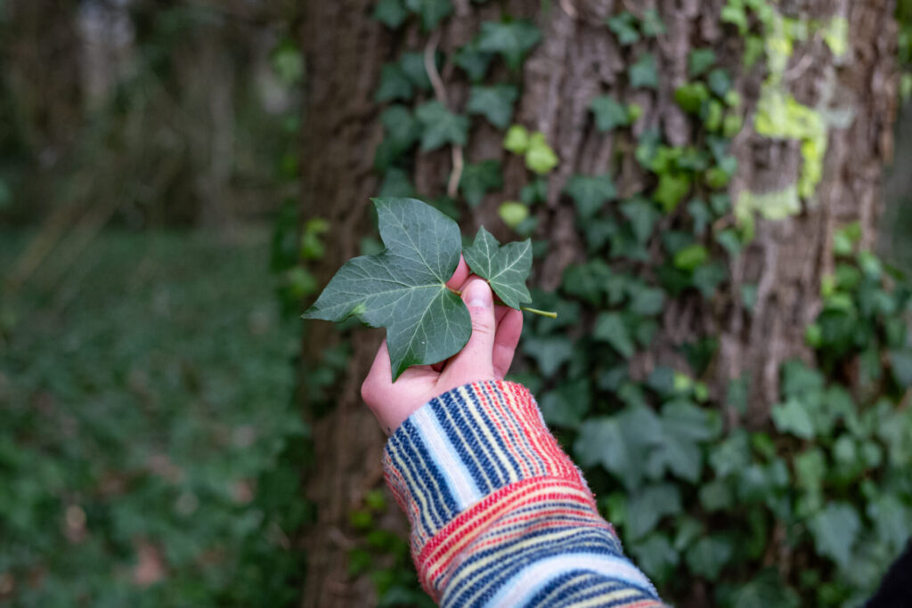 Efeublätter in Hand gehalten