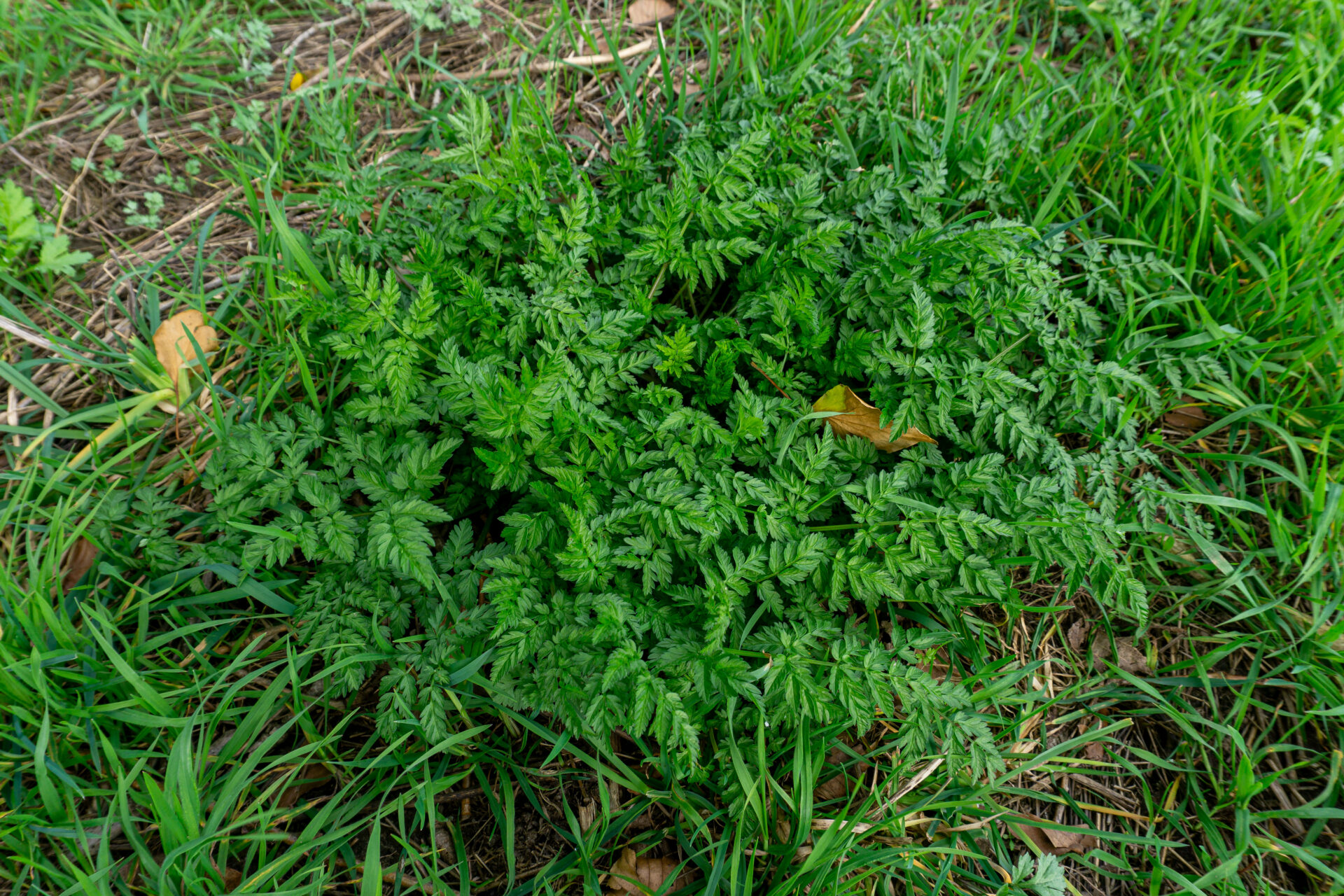 Ein Geschmack von Geschichte: Wiesenkerbel war schon bei den alten Römern als kulinarische Zutat beliebt.